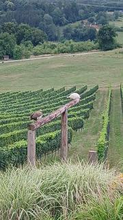 Urlaub am Weinhof Ramminger - 8