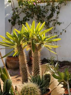 Desert Rose Cottage Assalah Steps to Sea - 2