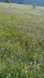 Willage camp i auto camp KOMARNICA - 6