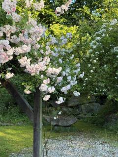 Das versteckte Nest - 5