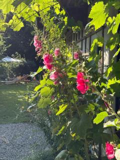 Das versteckte Nest - 4