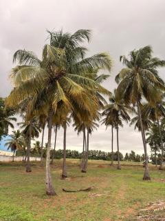 Poppins Villa 3BHK - 2