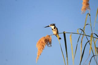 Okavango Villa - 5