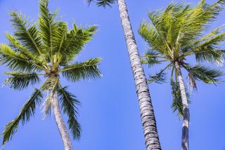 BeachLuxe Sunseeker, Sublime Tropical Apartment - 1