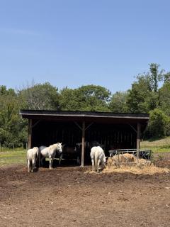 The Cowboy Bunkie - 2