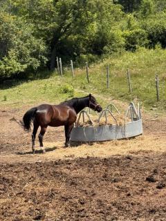 The Cowboy Bunkie - 1