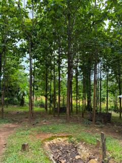 Watchara organic farm - 6