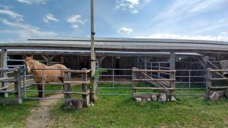 Lucky Day Ranch - 2