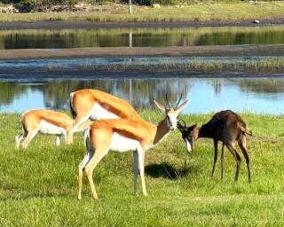 Springbok Rest - River, Nature, Fishing, SUP-ing - 0