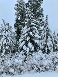 Pine & Peak Hot Tub Private Lake 19 Acres Near Cranbrook - 5