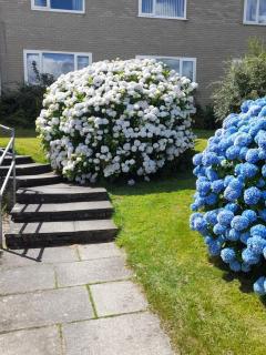 The Nest - 1