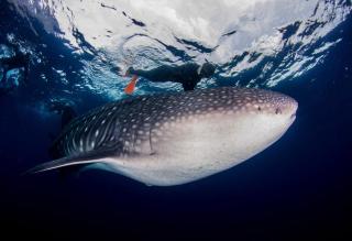 Anigua Pacific Lodge By Afloat - 3