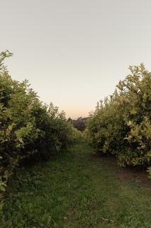 The Lemon Grove - Yarra Valley Stay - 5