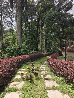 Seegodu Premium Coffee Estate Stay - 1