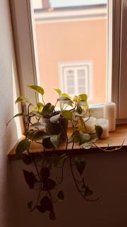 Cozy Corner - Passau - 3