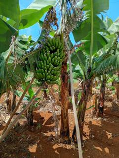 Madeira Roots - 3