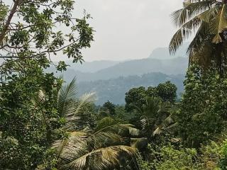VEIW PADDY FIELD Home Stay - 0