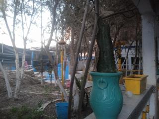Tamraght banana house - 4