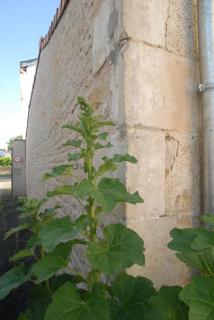 la colombe du marais - 6