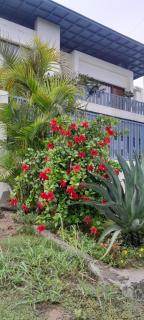 Mayflowers - 2