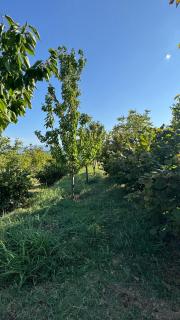 Perlat Orchard Camping - 5