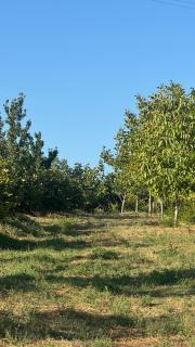 Perlat Orchard Camping - 7