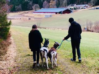 Ferienhaus am Sonnenhang- Urlaub am Bauernhof - 5