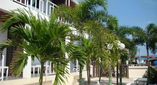 Sea beach Koh Larn 2 Hotel - 3
