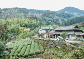 Sky Tea House-Yame Tea Experience - 7