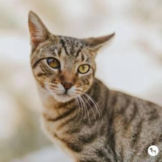 moaz - 2