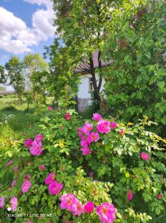 Storchenhorst - 0