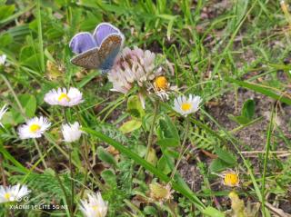 Storchenhorst - 1