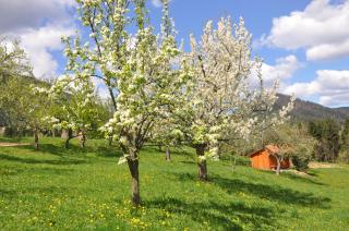 Apartma Lesjak - pobeg v naravo 2 - 9