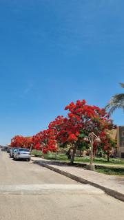 Marina Wadi Degla 3Br - 1