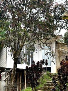 Misty Garden - 3