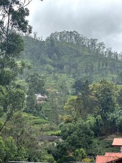 Misty Garden - 1