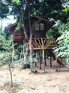 Sky Forest - 0