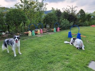 Yeoncheon Jjongi and Mary Pet Friendly Pension - 2