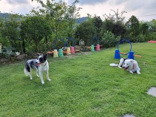Yeoncheon Jjongi and Mary Pet Friendly Pension - 3