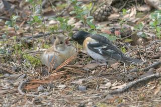 Oravas Nest - 2