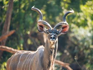 Lindani Game and Lodges - 2