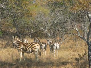 Lindani Game and Lodges - 2