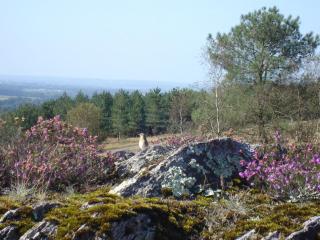 Les petites landes - 9
