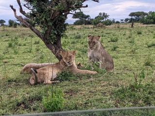 Ikoma Safari Lodge - 2