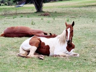 Historical Farm Villa - Wetlands Retreat, Cullinan - 2