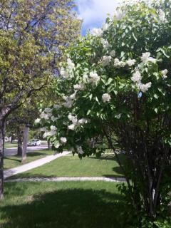 Winnipeg home away from home - 1