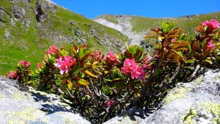 Bed and Breakfast Raschainas Lenzerheide - 7