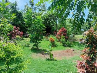 Jack Fruit House - 5