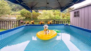 Gapyeong Venezia Dog Pension - 6