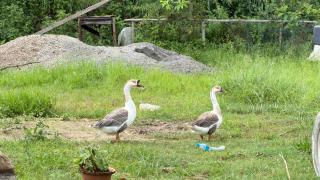 Sarada Agrotourism & Research Center - 9